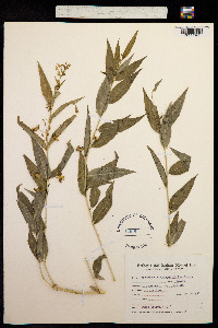 Image of Pombalia hieronymi