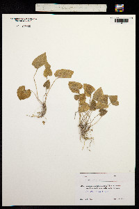 Viola alba image