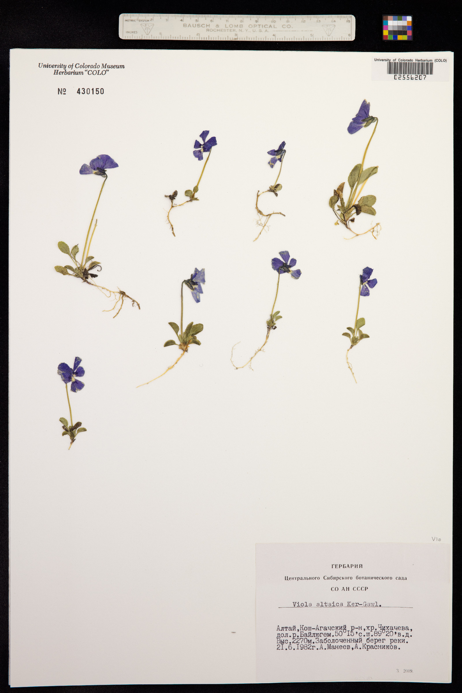 Viola altaica image