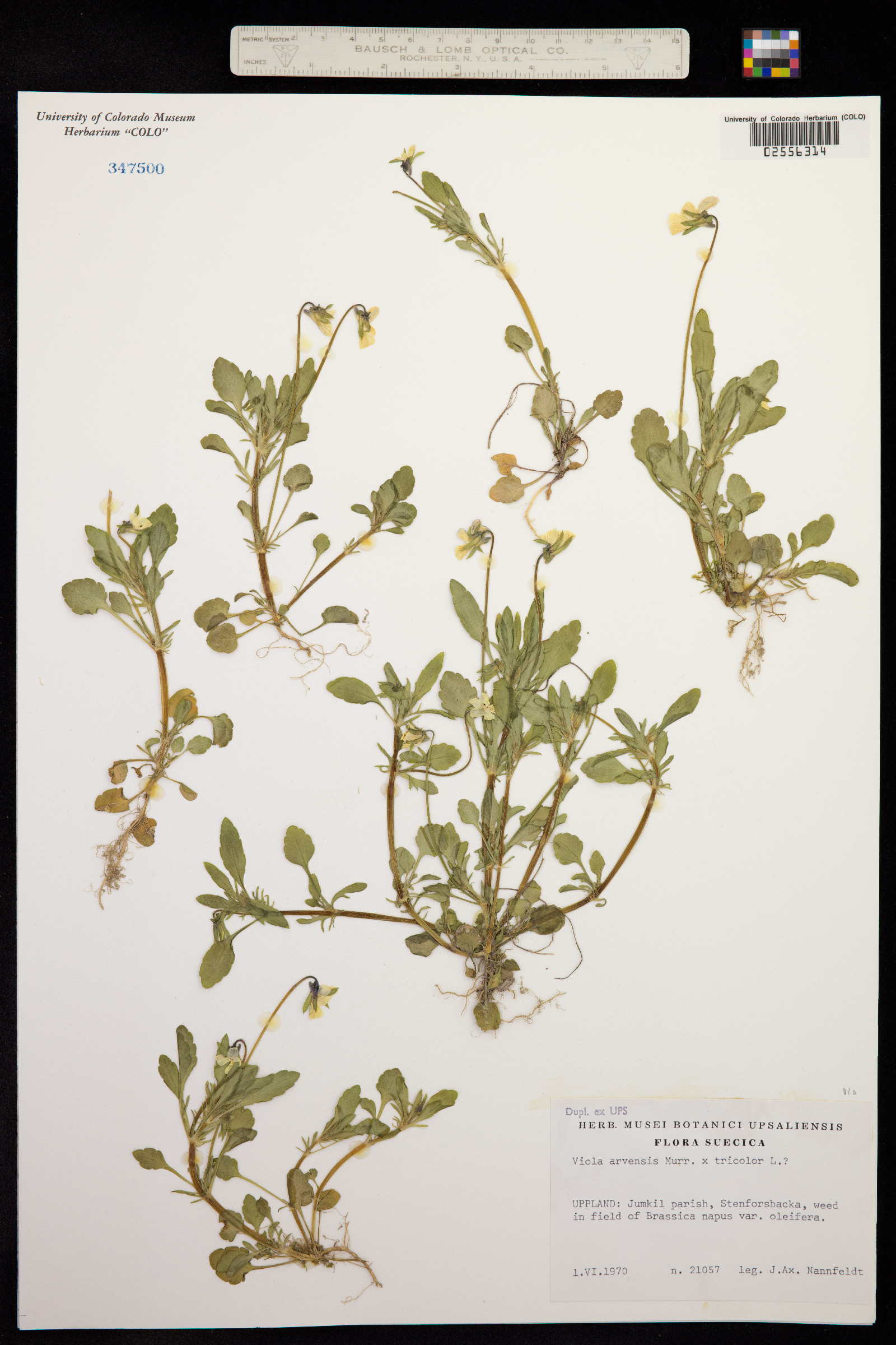 Viola arvensis image