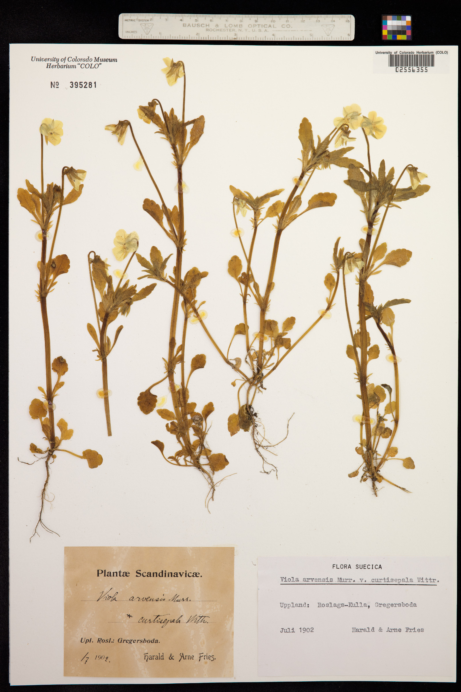 Viola arvensis image