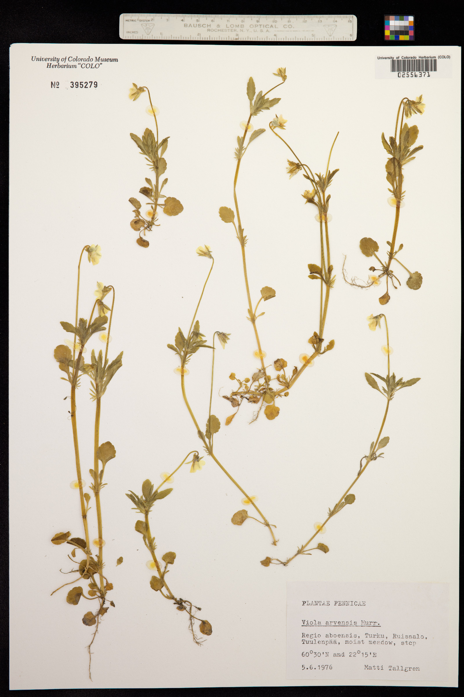 Viola arvensis image