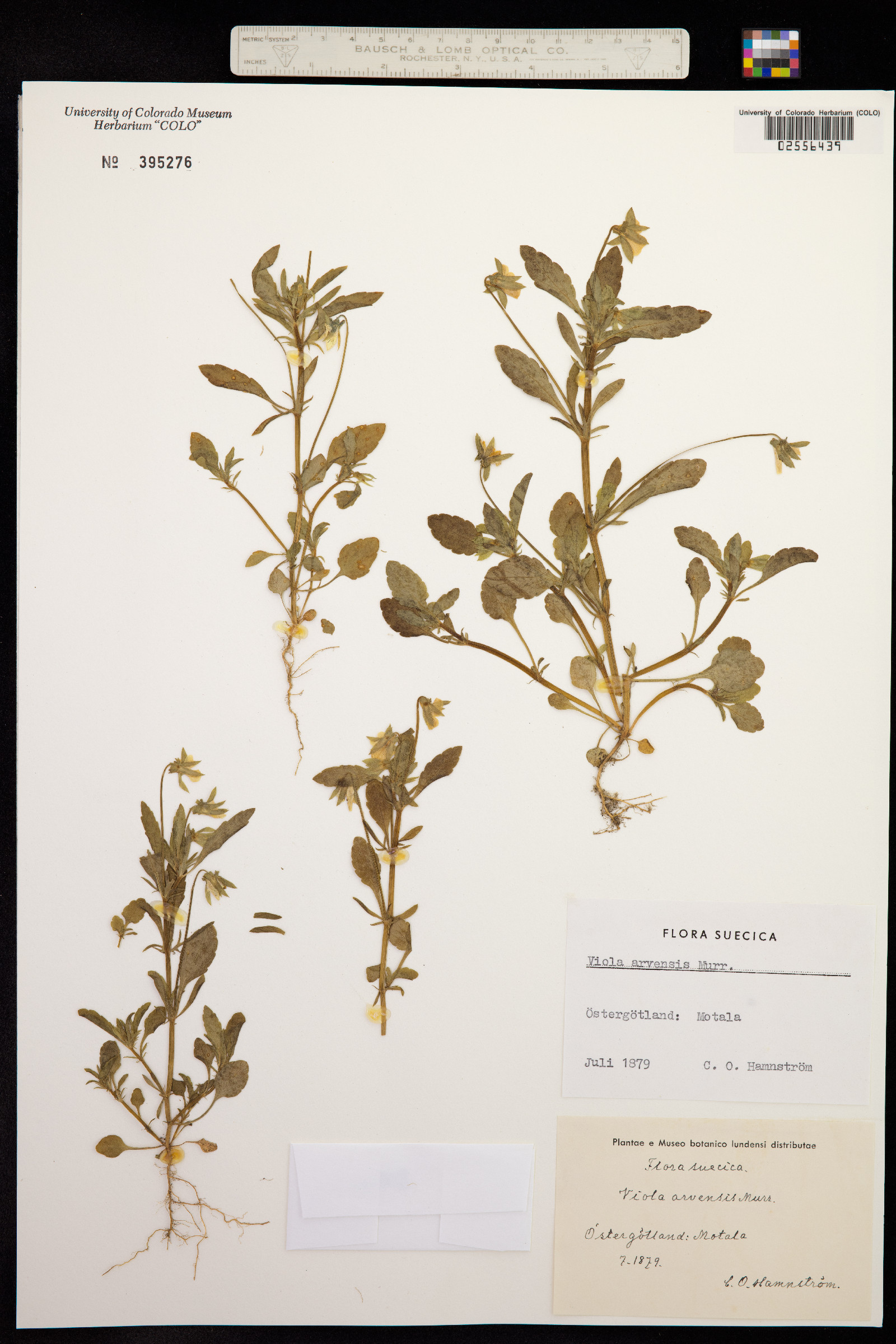 Viola arvensis image