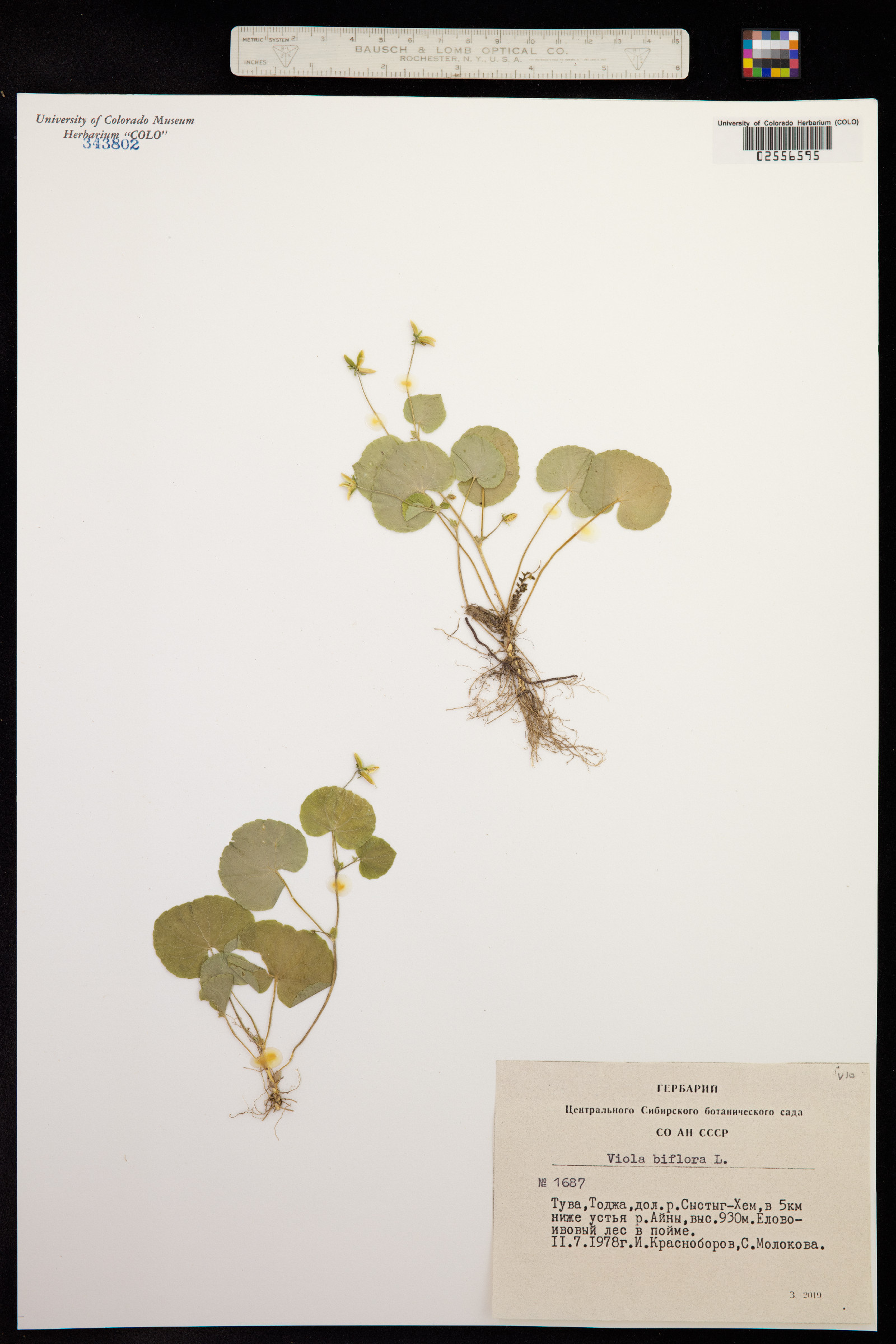 Viola biflora image
