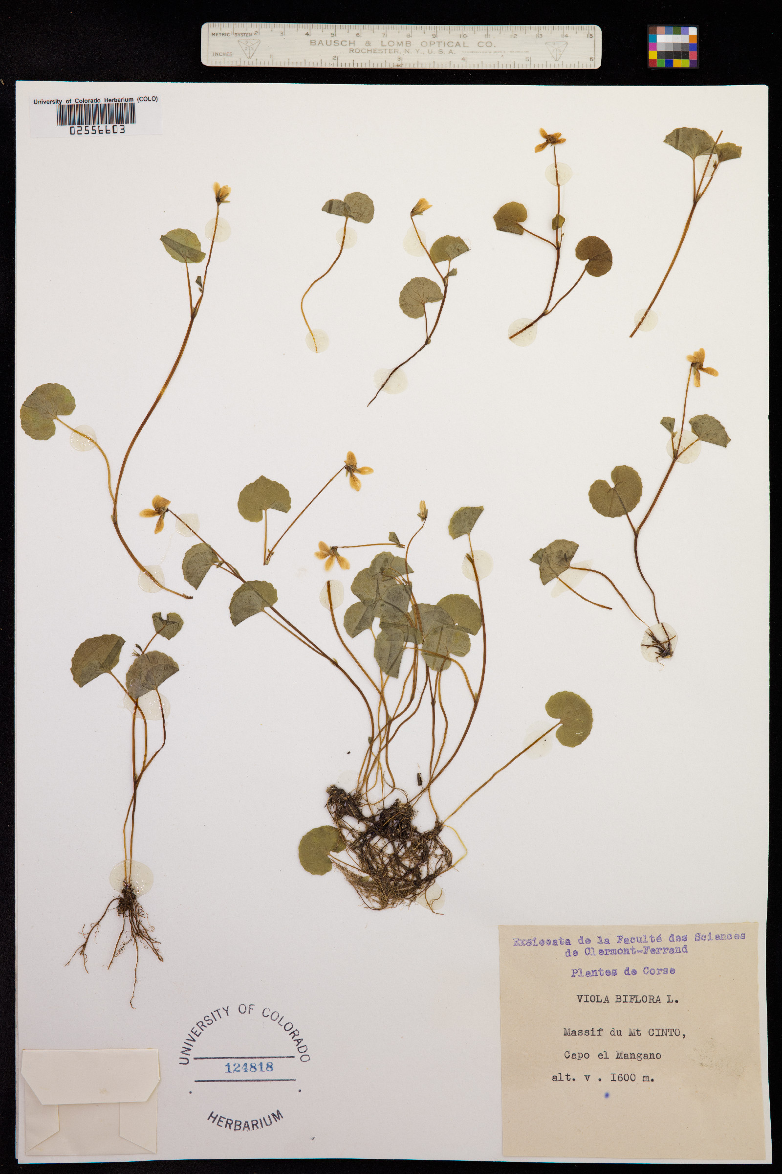 Viola biflora image