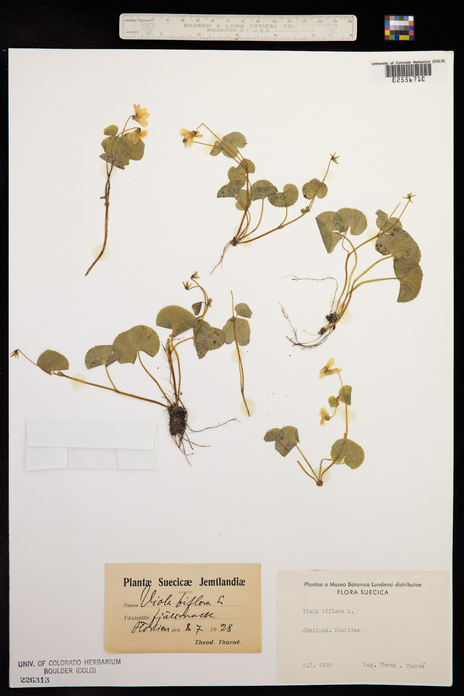 Viola biflora image