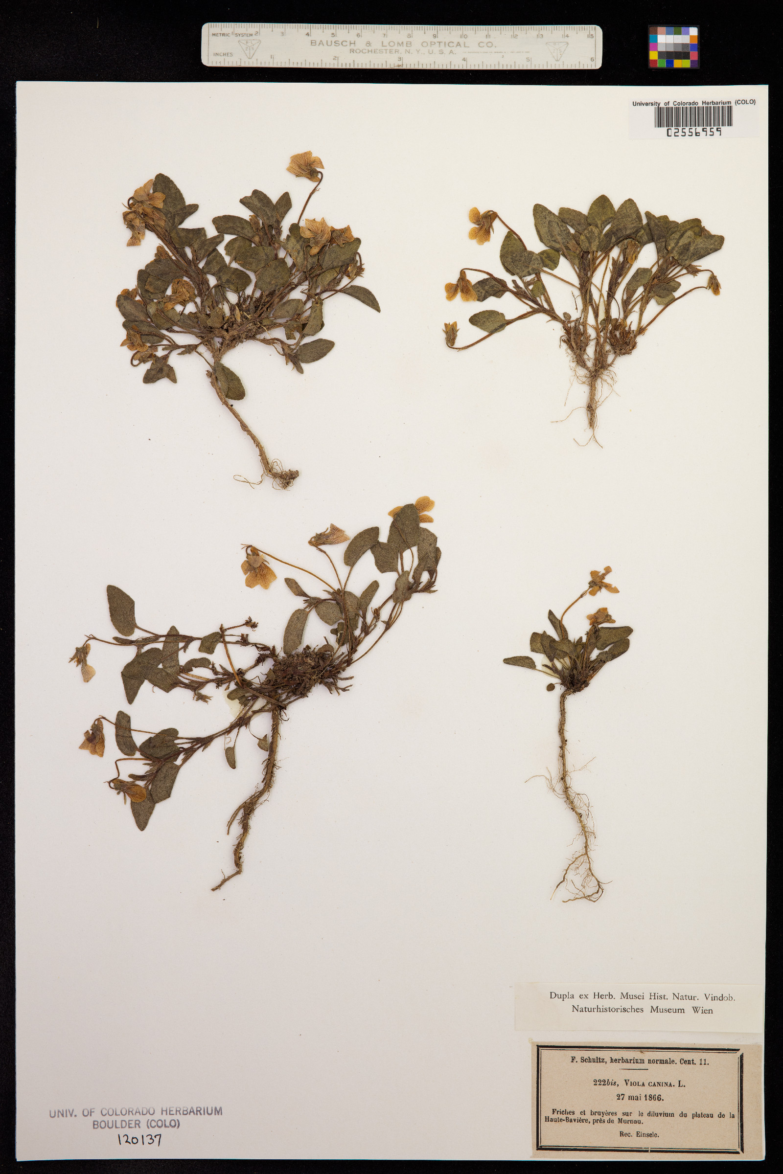 Viola canina image