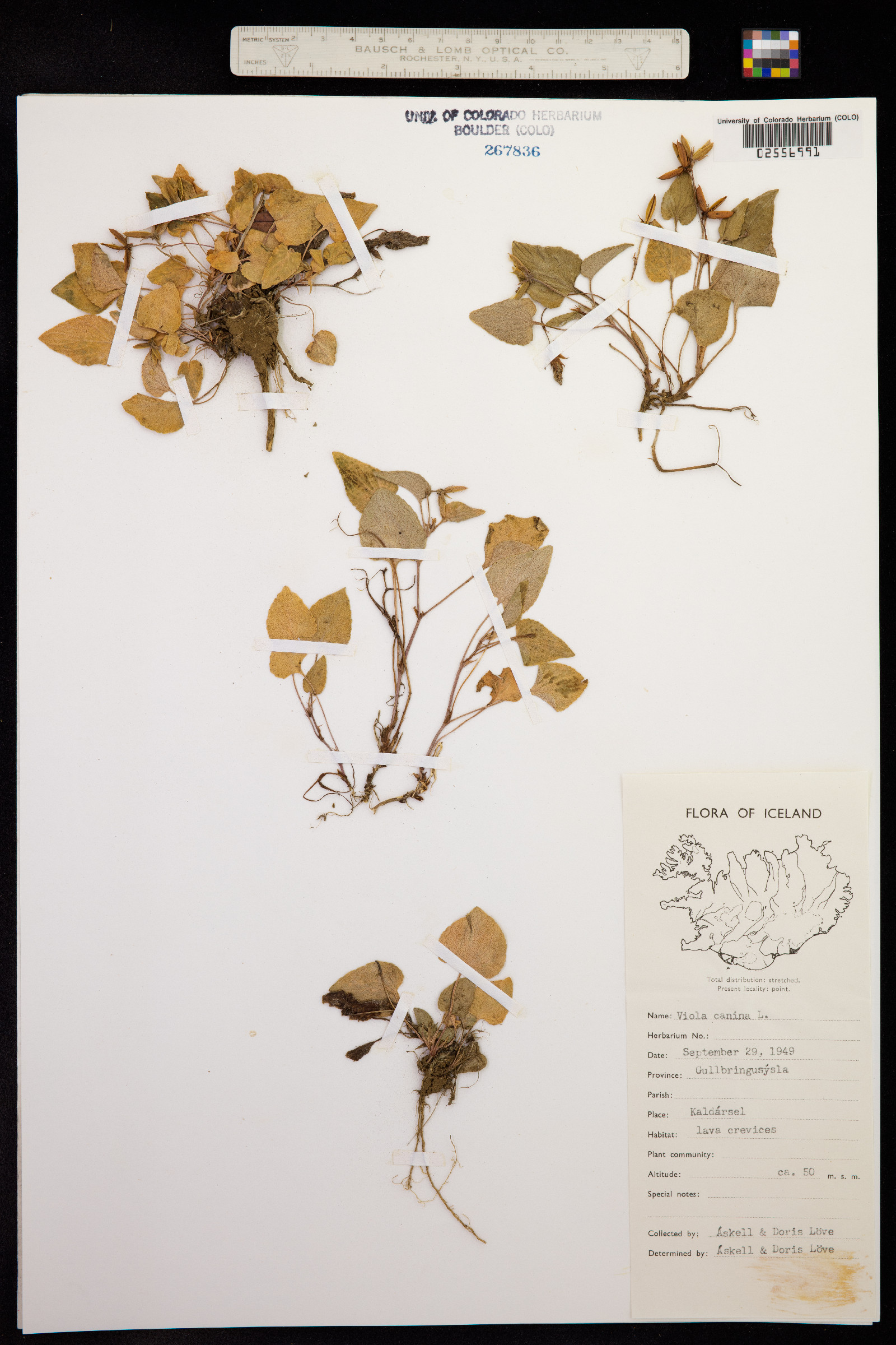 Viola canina image