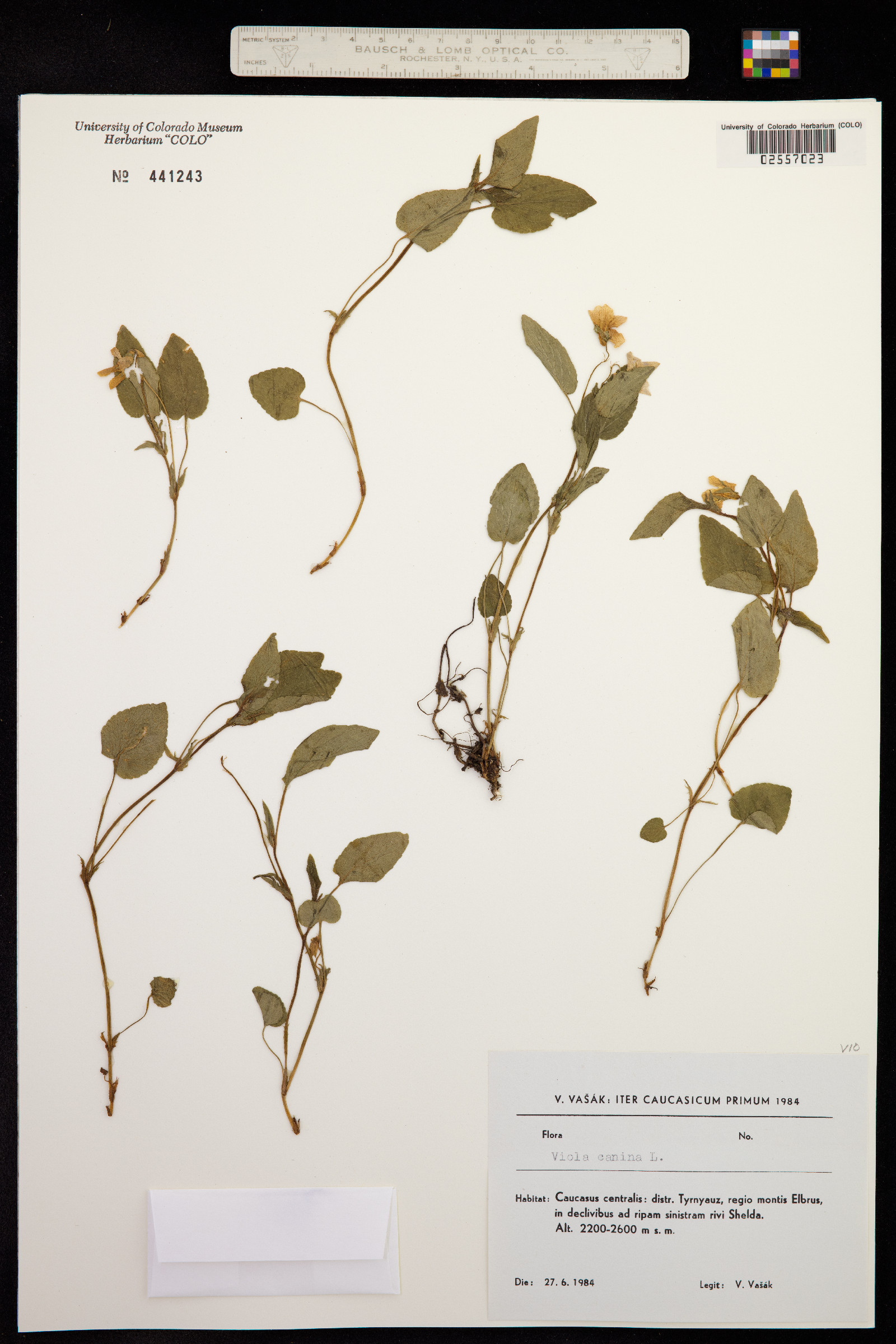Viola canina image