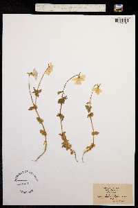 Viola cornuta image