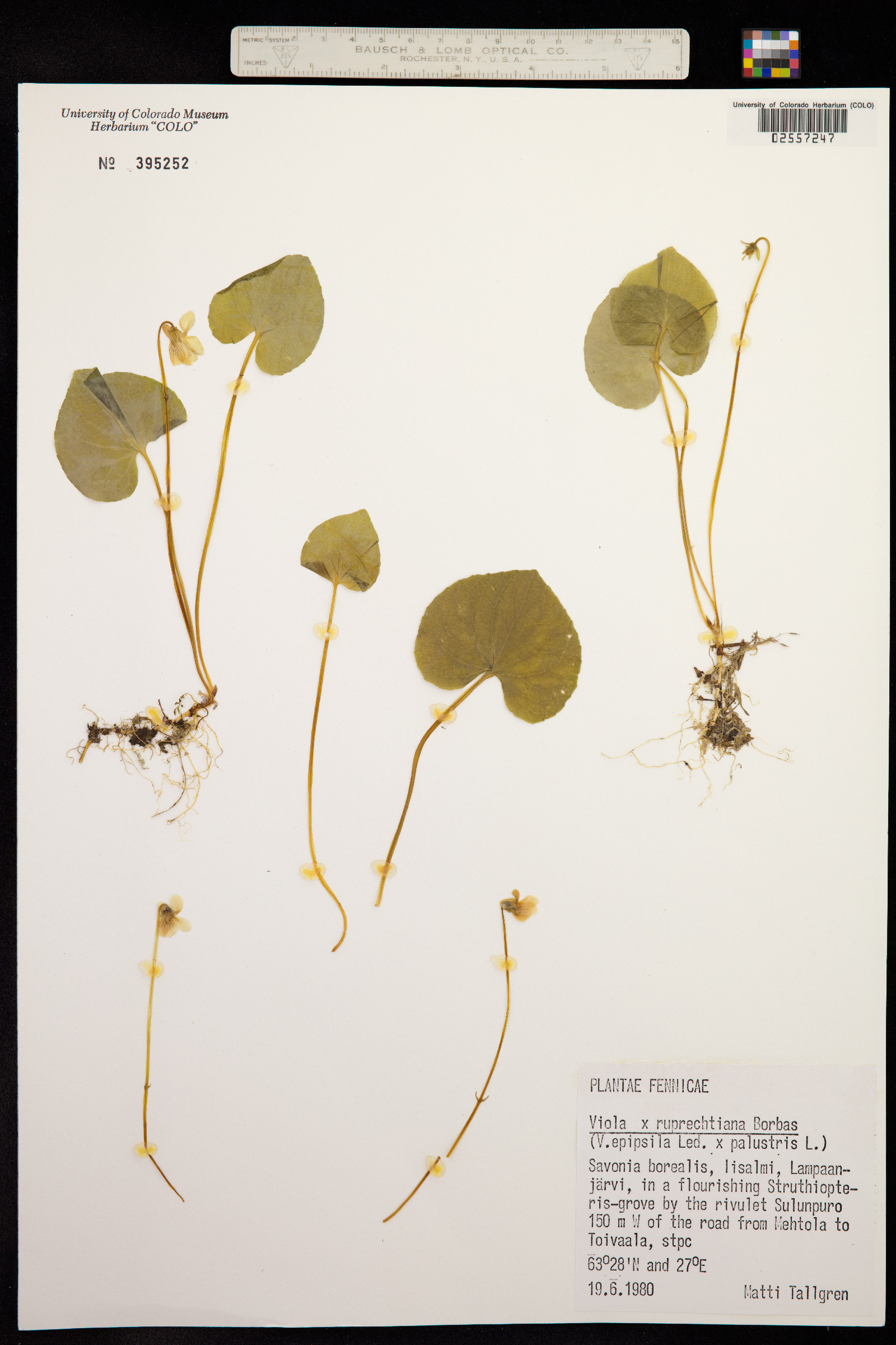Viola epipsila image