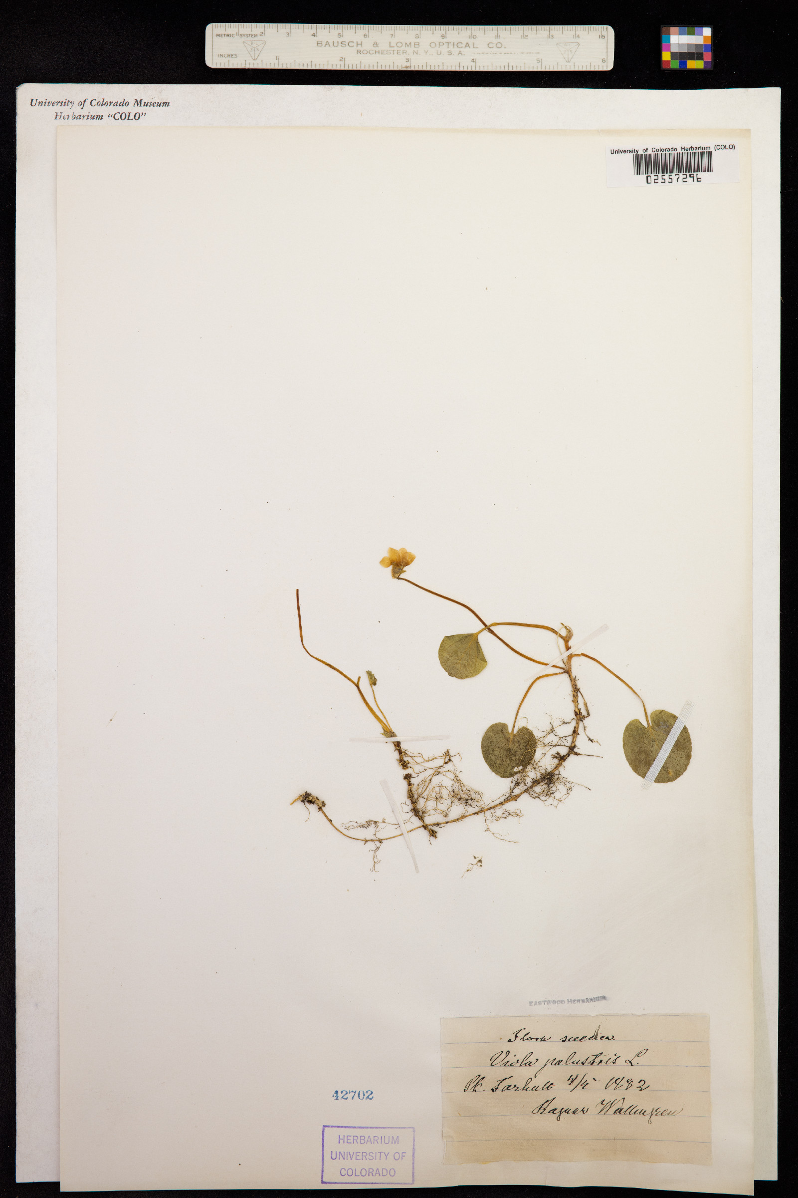 Viola epipsila image