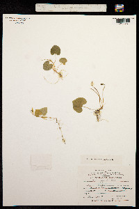 Viola epipsila image