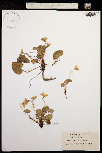 Viola grypoceras image