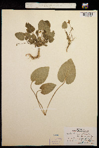 Viola hirta image