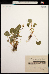 Viola langsdorffii image