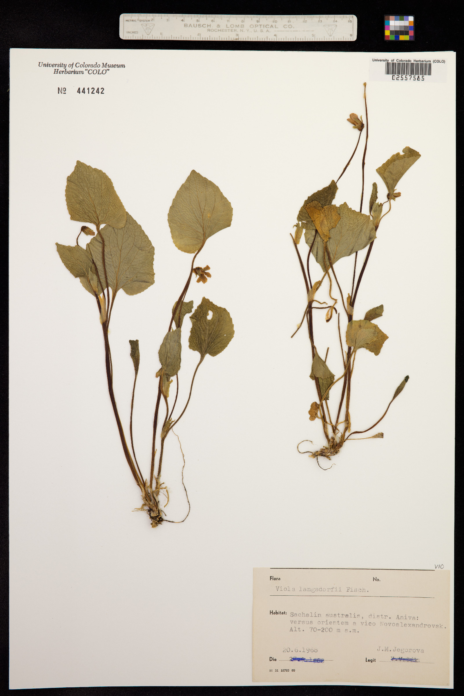 Viola langsdorffii image