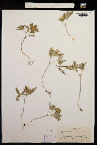 Viola lobata image
