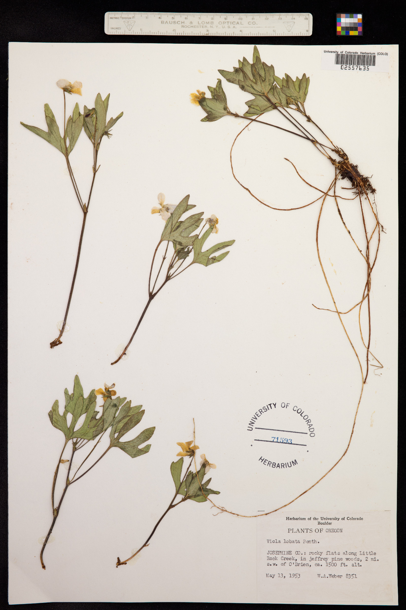 Viola lobata image