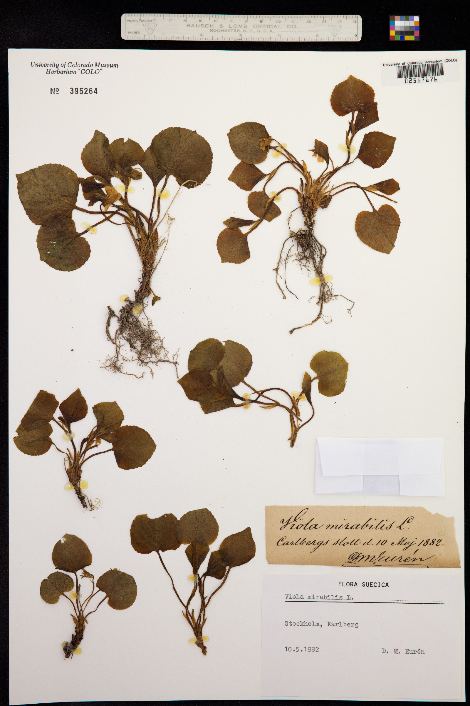 Viola mirabilis image