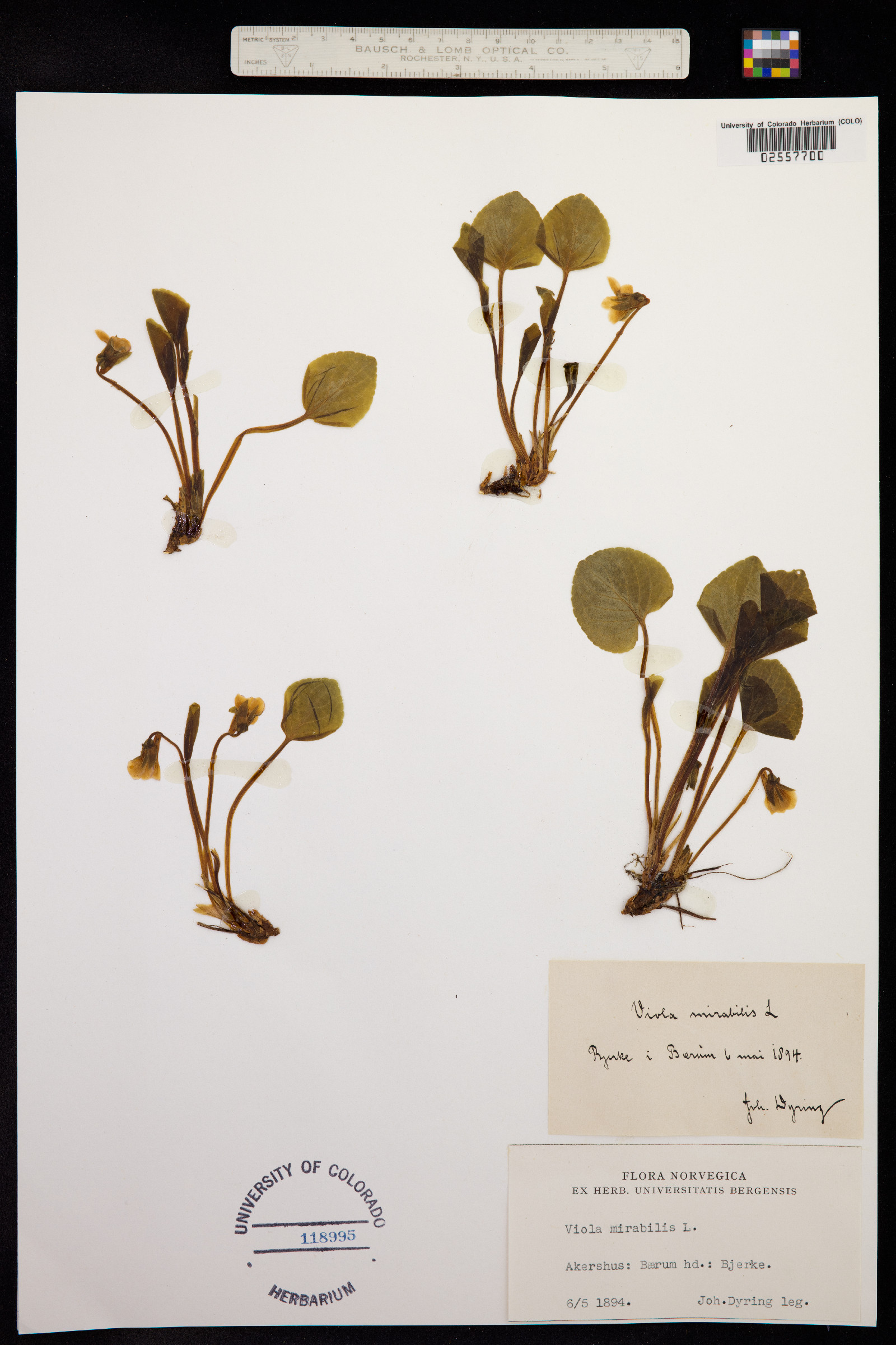Viola mirabilis image
