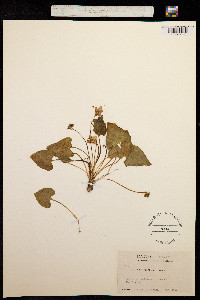 Viola sororia var. missouriensis image