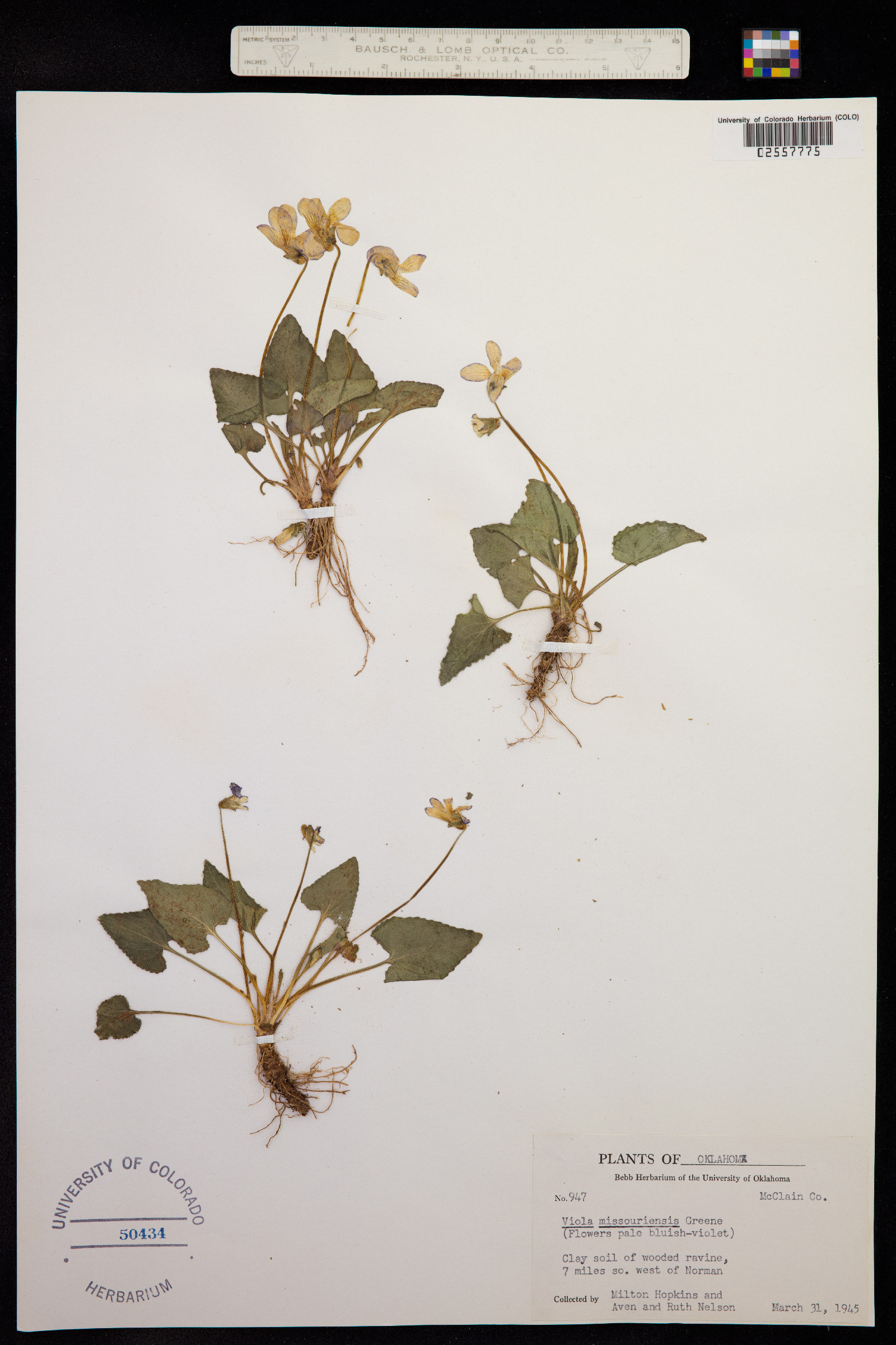 Viola sororia image