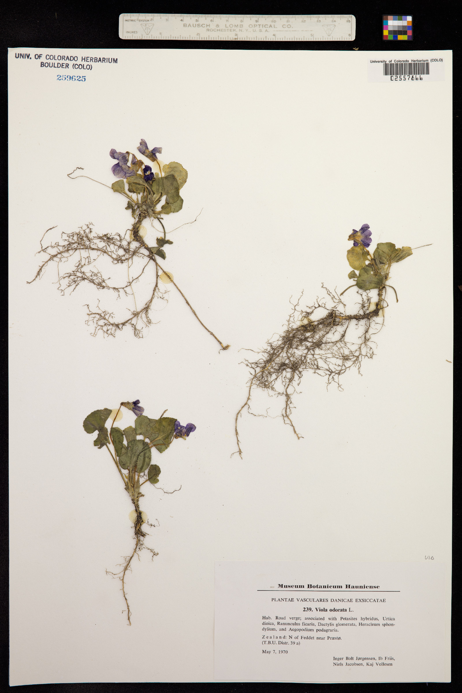 Viola odorata image