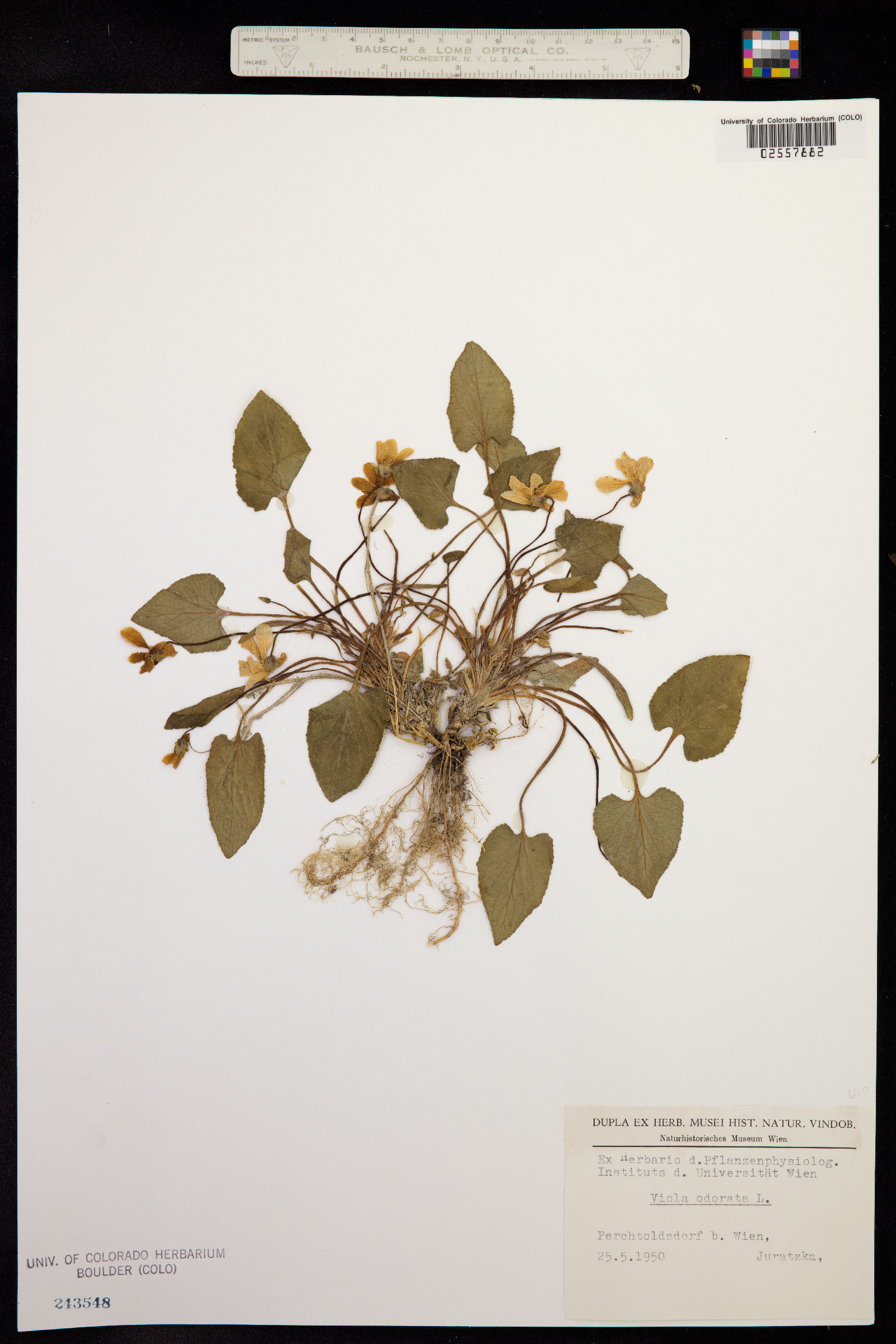 Viola odorata image