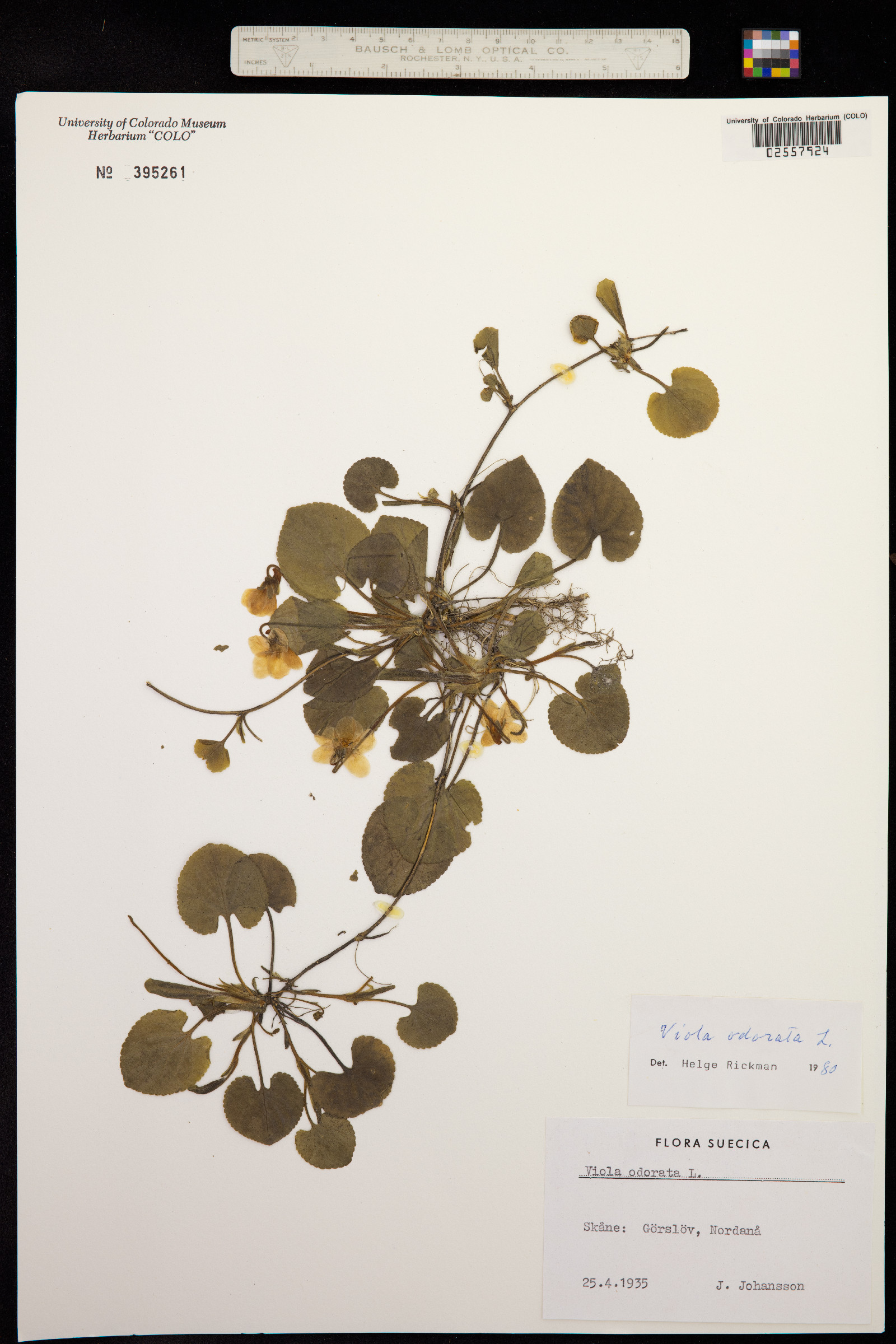 Viola odorata image