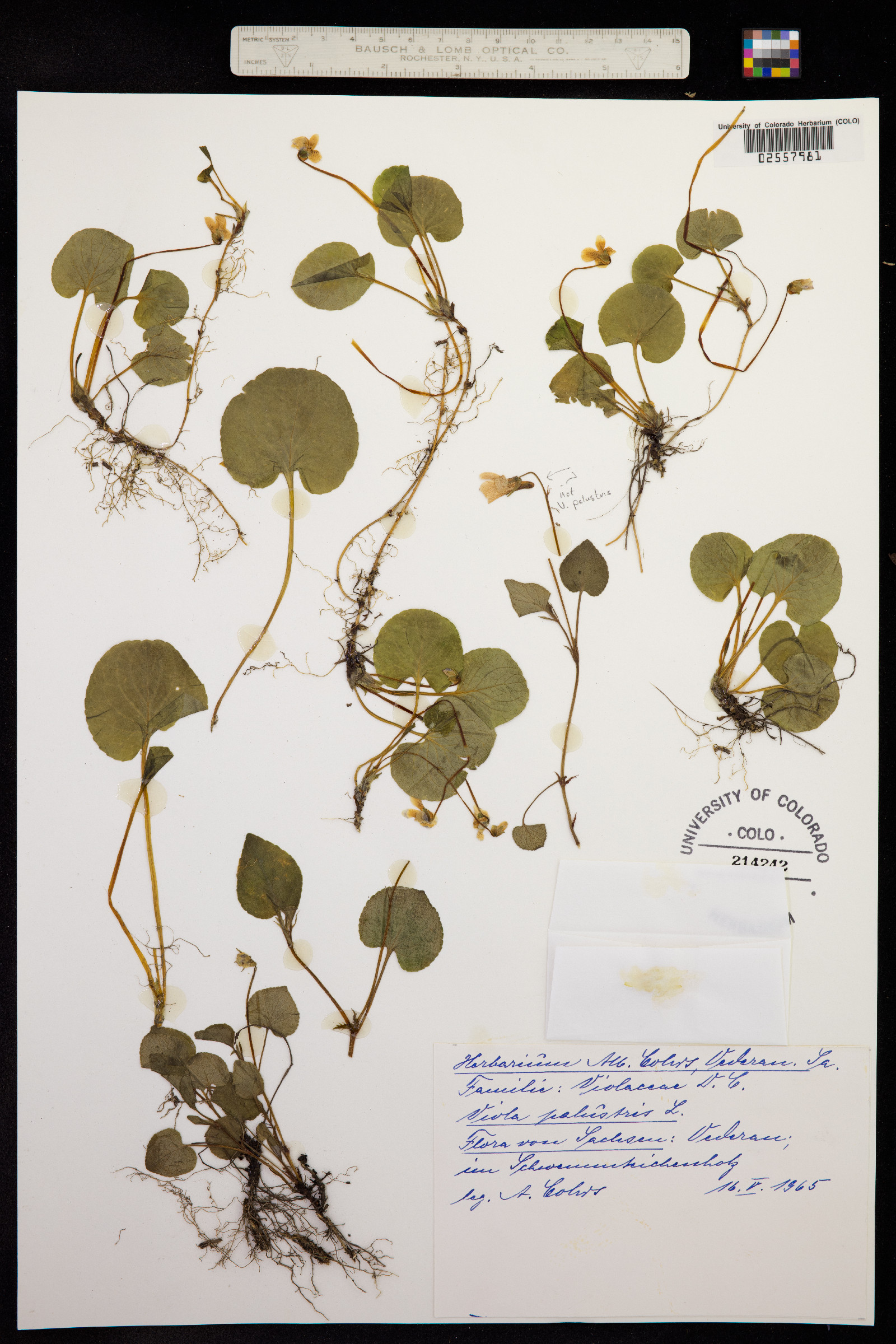 Viola palustris image