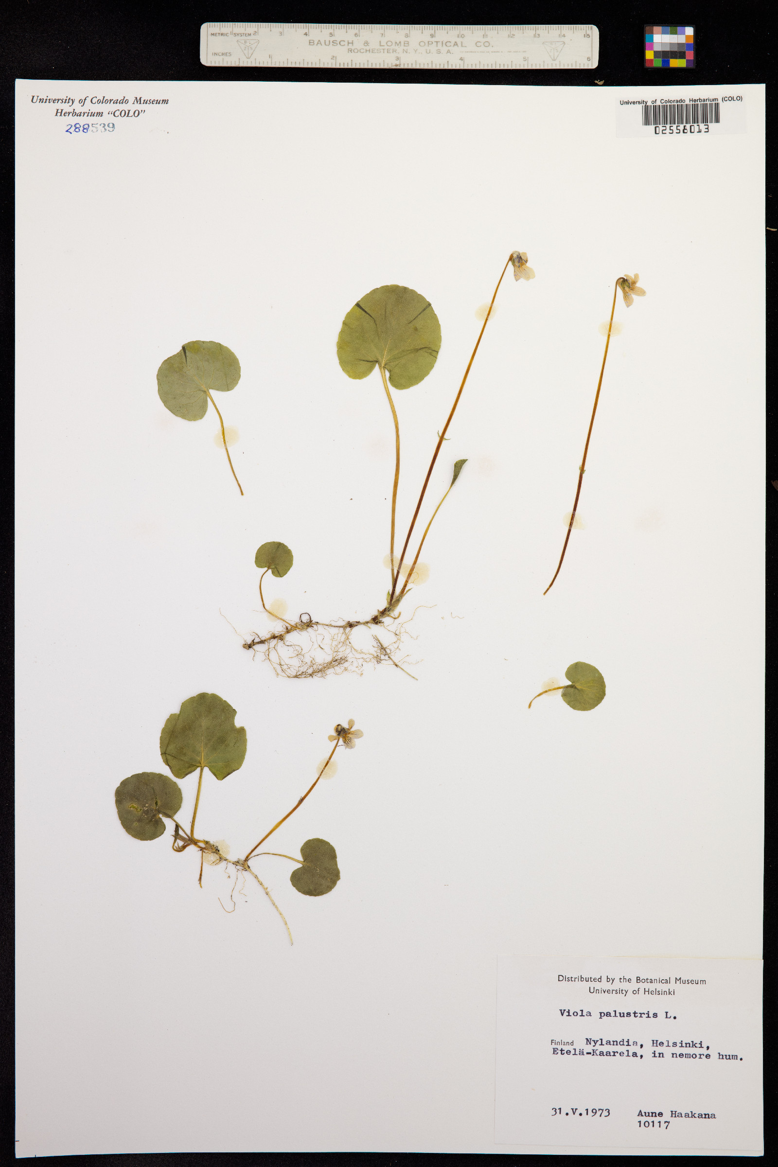 Viola palustris image