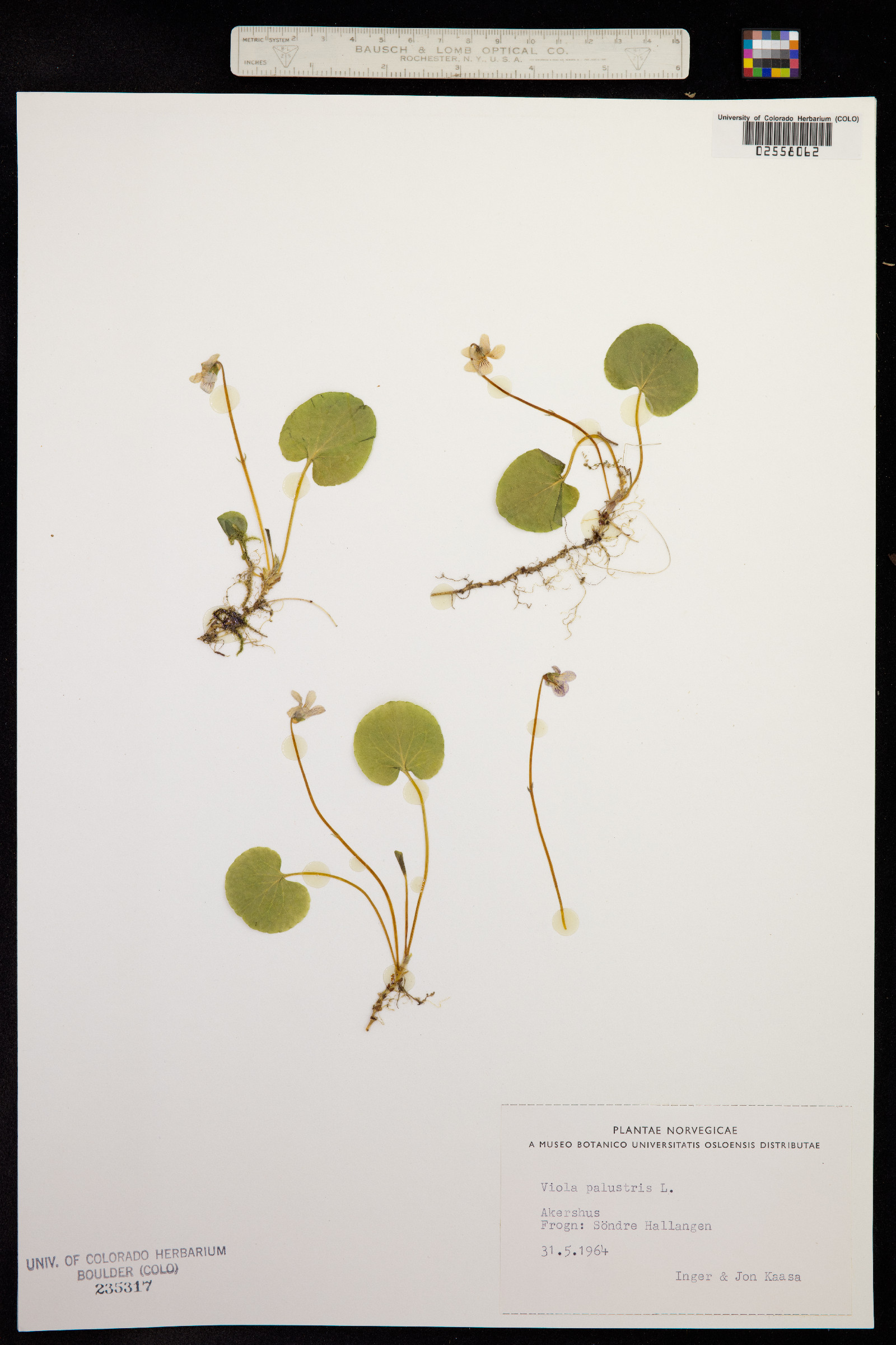 Viola palustris image