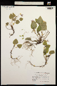 Viola reichenbachiana image