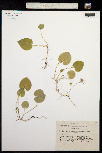 Viola epipsila ssp. repens image