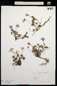 Viola riviniana image