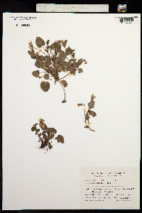 Viola riviniana image