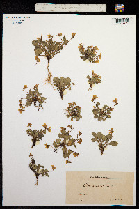 Viola rupestris image