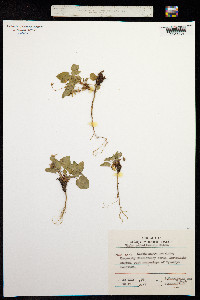 Viola sacchalinensis image