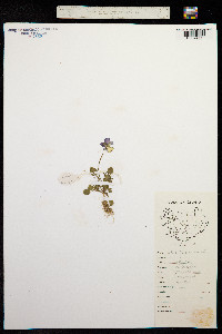 Image of Viola tricolor