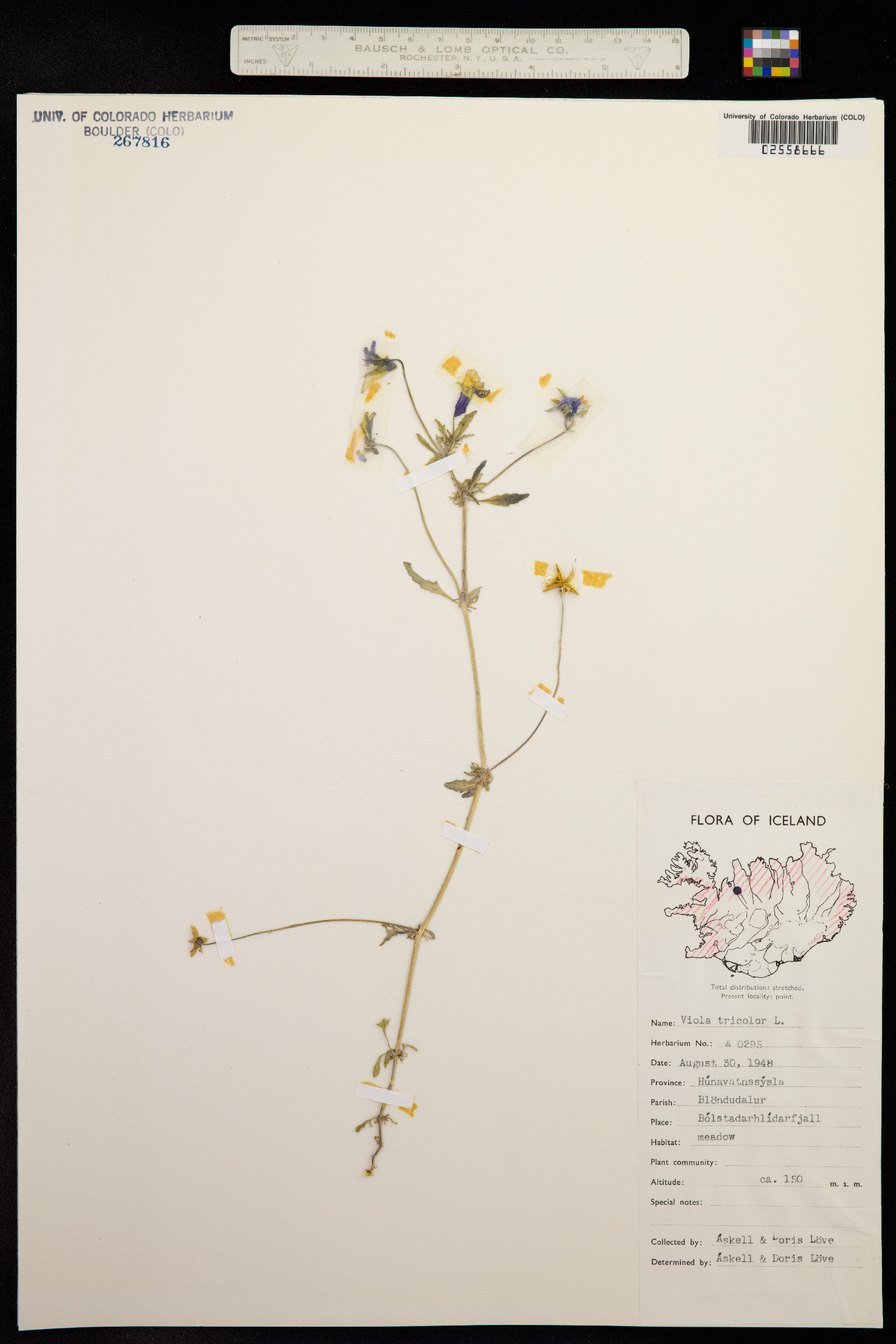 Viola tricolor image