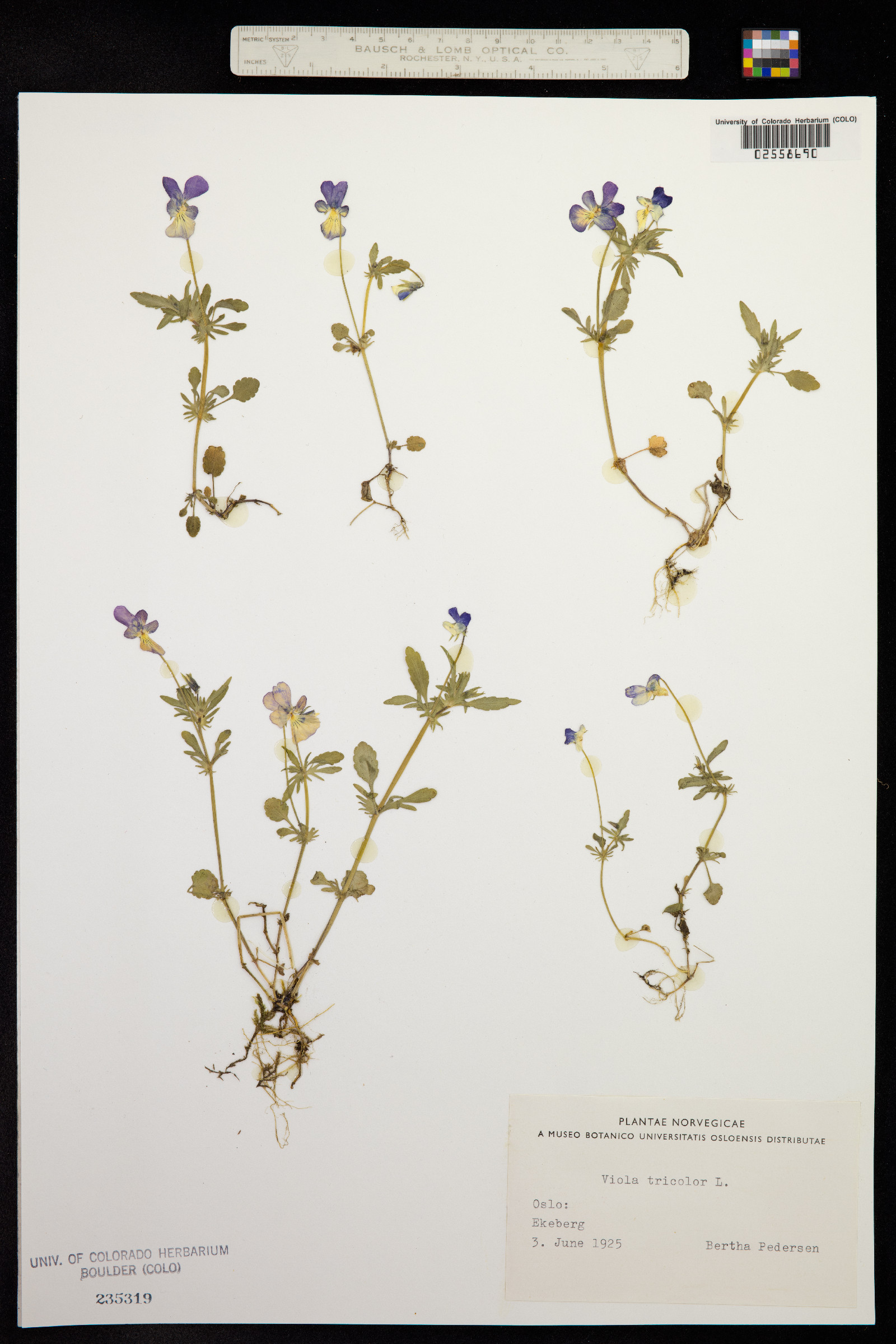 Viola tricolor image