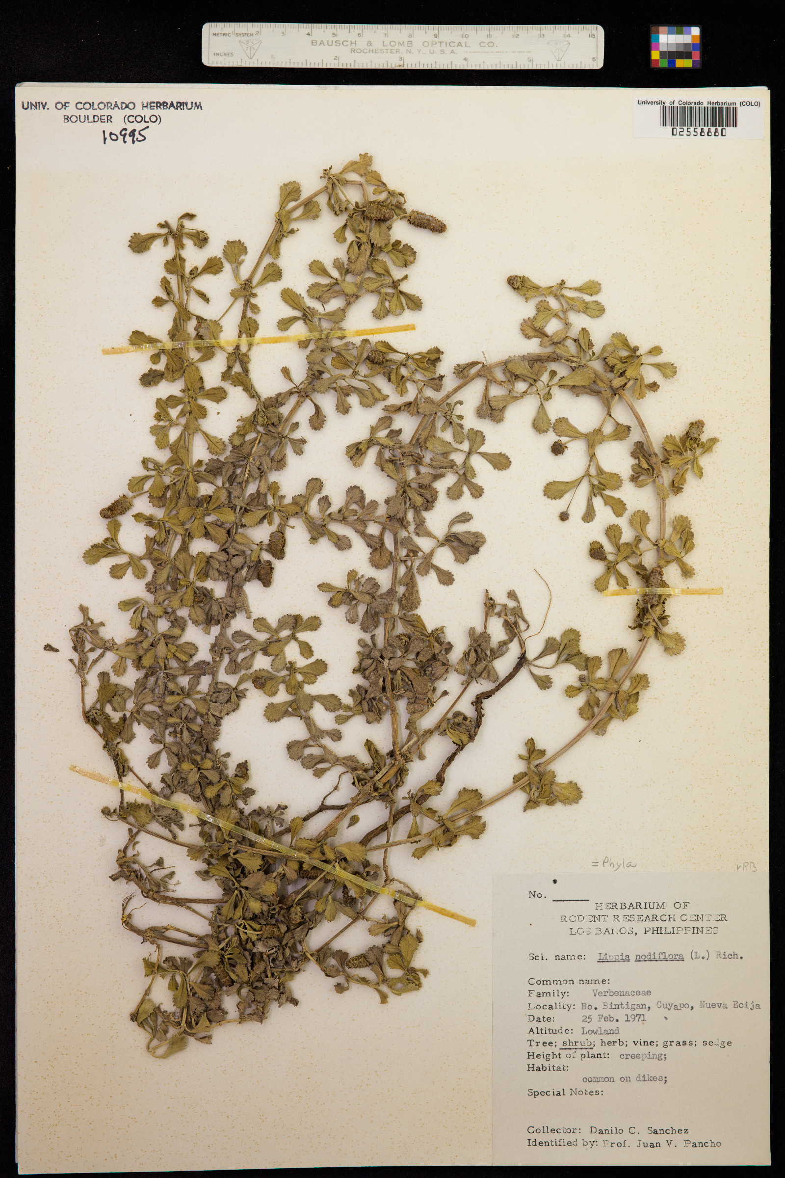 Phyla nodiflora image