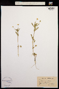 Viola bicolor image