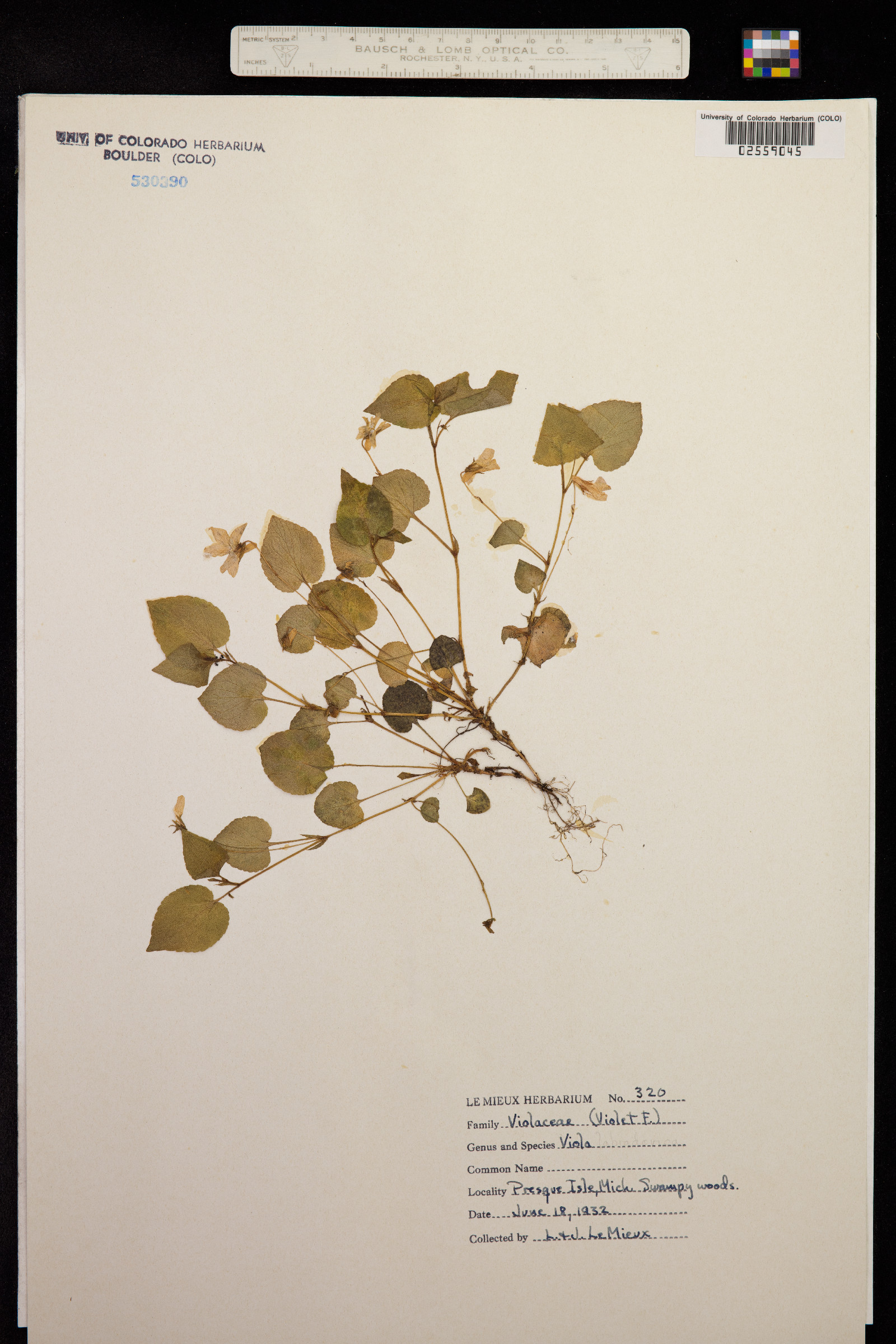 Viola labradorica image