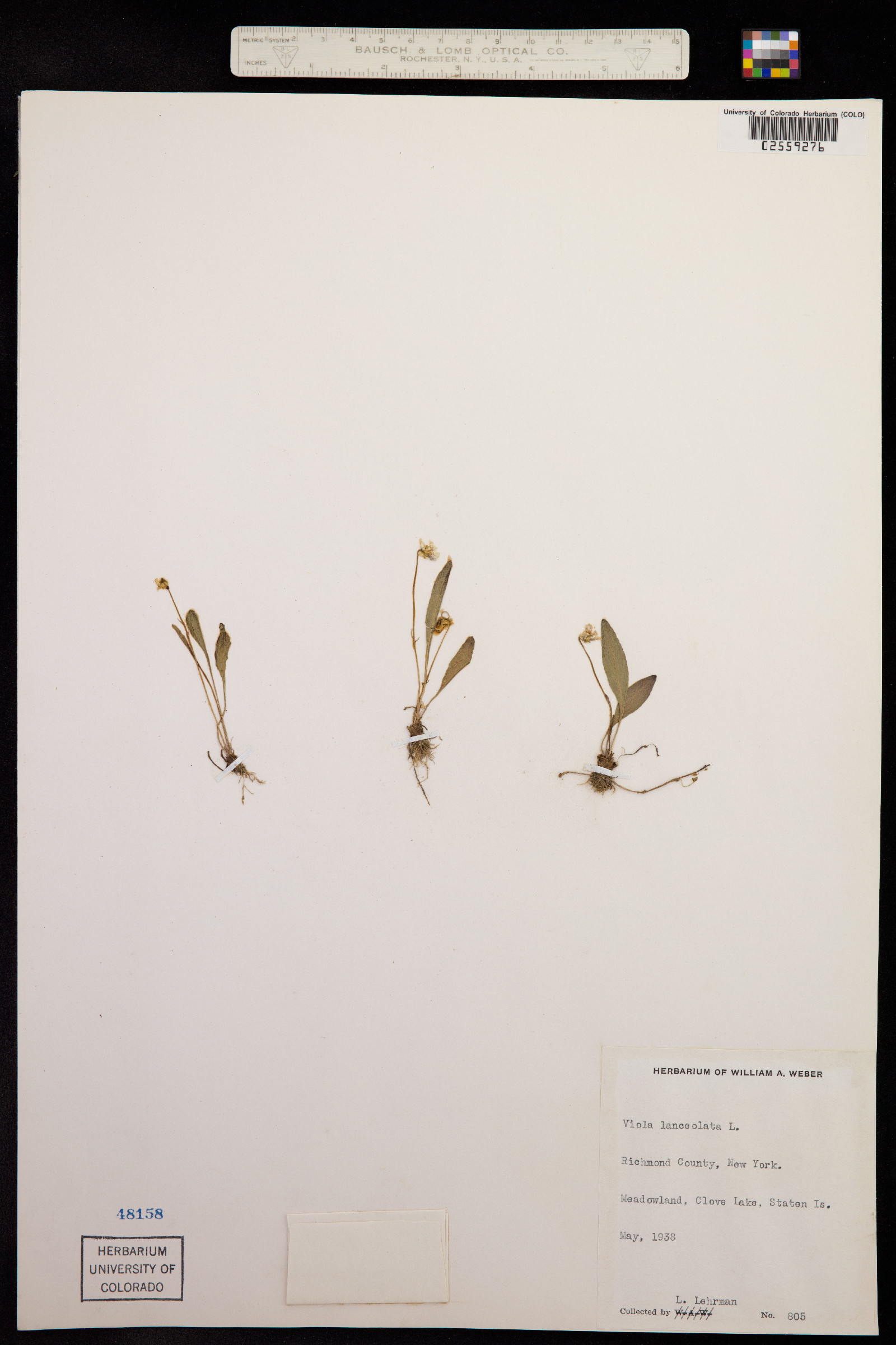 Viola lanceolata image