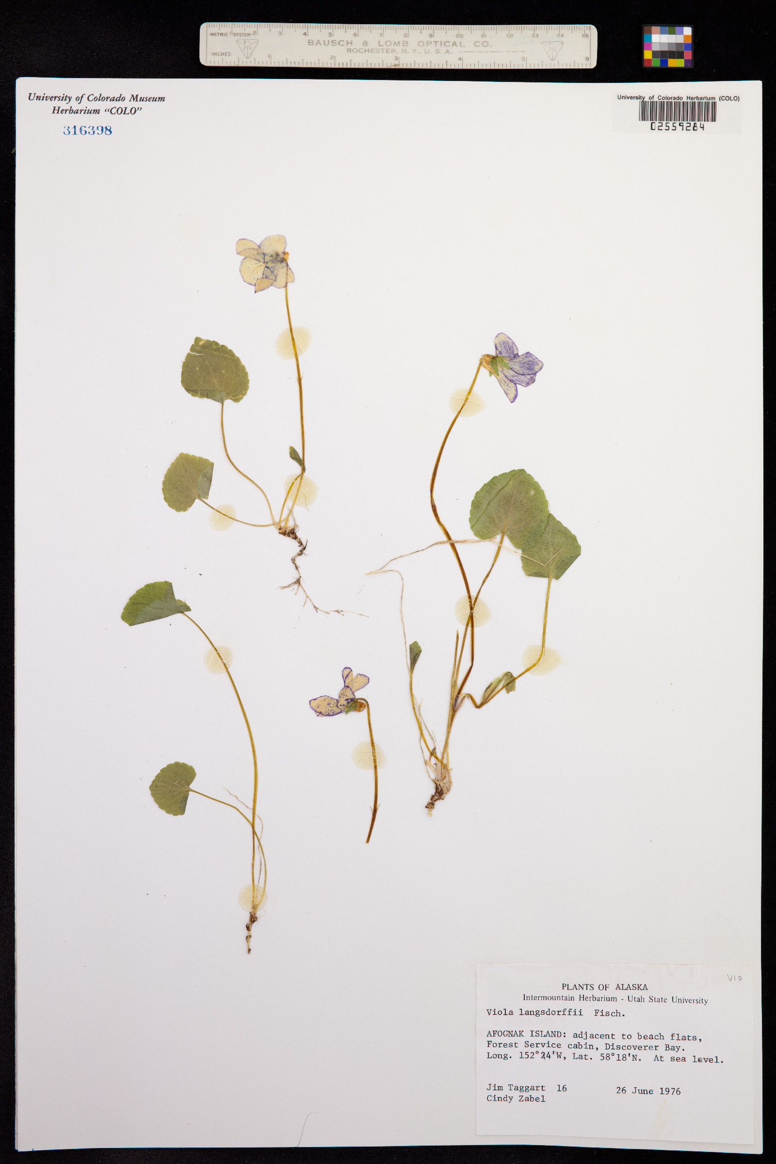 Viola langsdorffii image