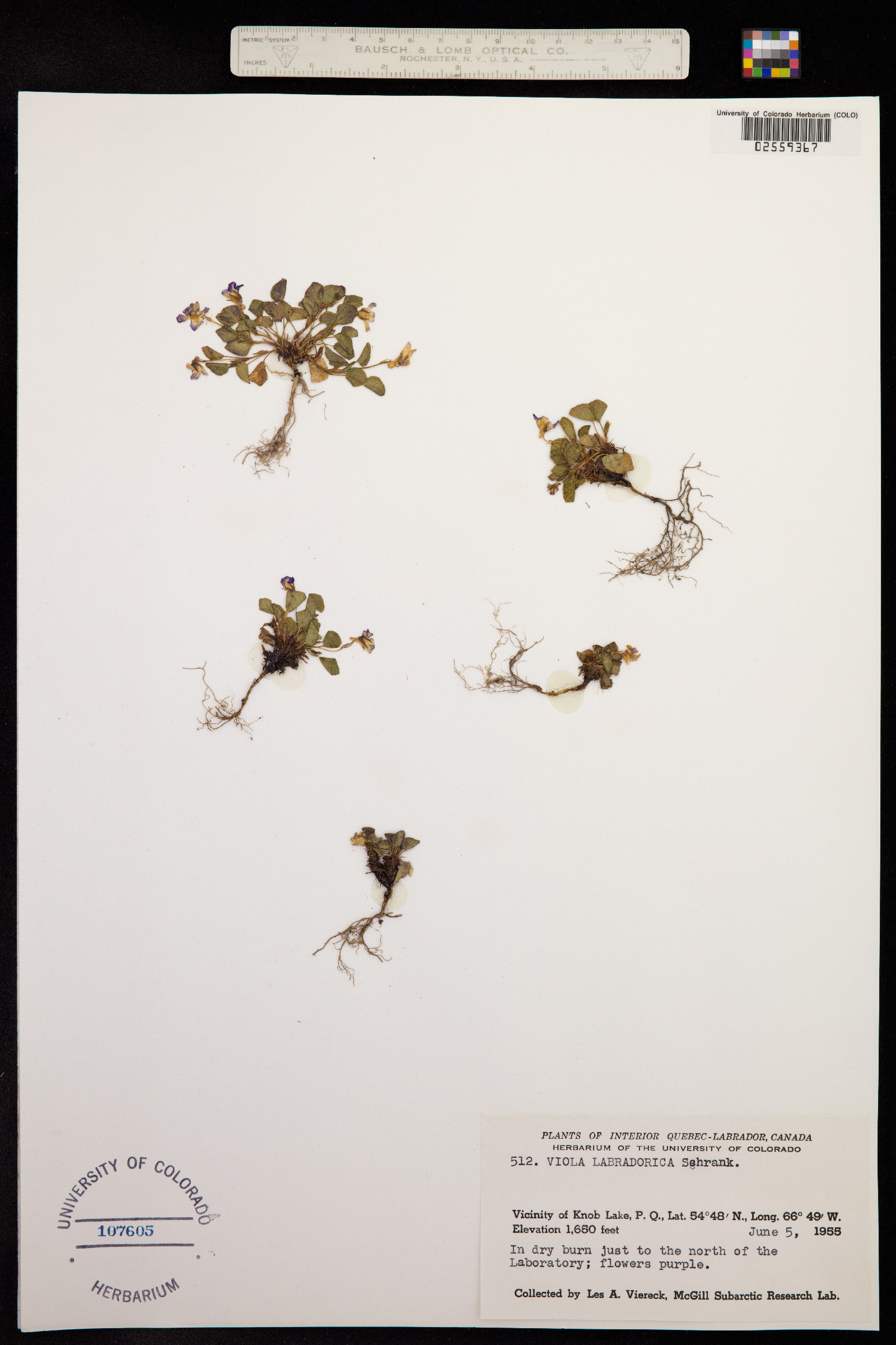 Viola labradorica image