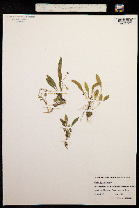 Image of Viola lanceolata