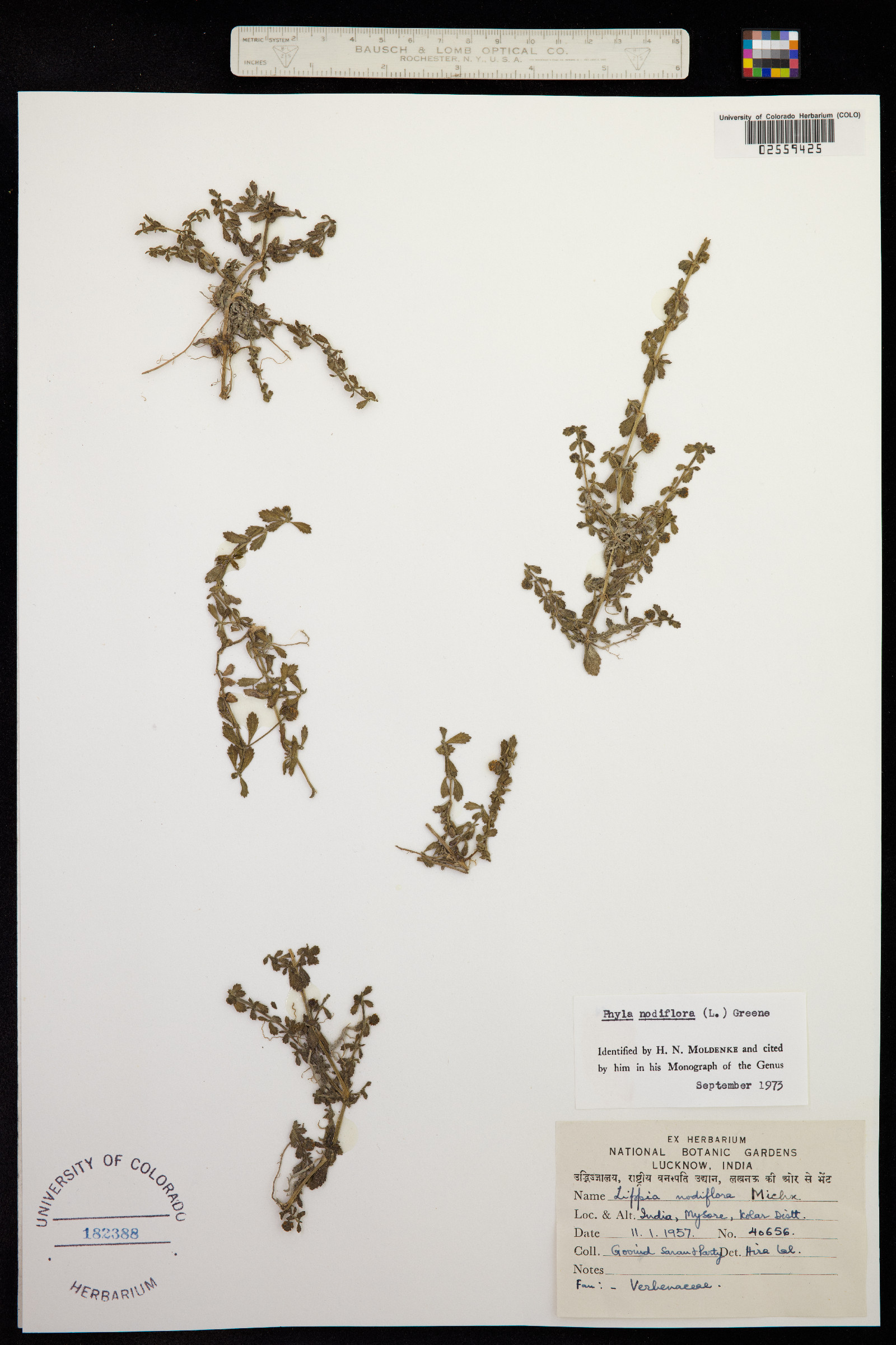 Phyla nodiflora image